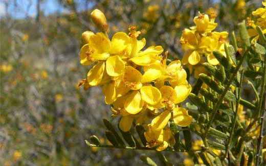 Jarilla (Larrea divaricata)