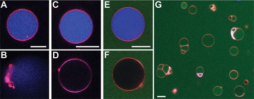 PEPTIDOS PENETRANTES