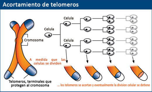 TELOMEROS