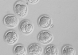 Células madre: pilar básico del proceso de renovación celular