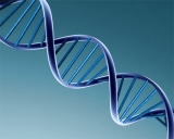 Descubren el “reloj biológico” del ADN: una ayuda para entender el proceso de envejecimiento 