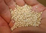 La Anmat incorpor la quinoa al Cdigo Alimentario Argentino