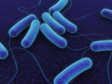 Bacillus subtilis: científicos argentinos descubren una bacteria relacionada con la longevidad