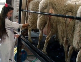 Nutrigenmica: investigadores argentinos logran producir leche de mayor calidad