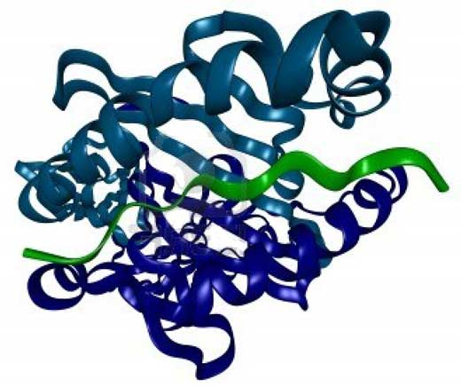 Los péptidos, fundamentales en la regeneración cutánea