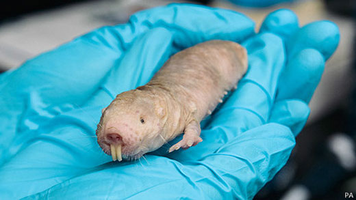 Un roedor a prueba de cáncer puede ser la clave para los tumores malignos